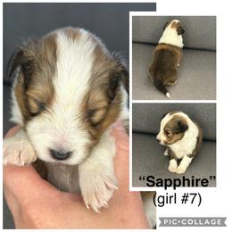 Sapphire - Sable and white female Shetland Sheepdog puppy in Aumsville, Oregon from Porter Creek Kennels