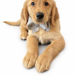 McLaren - Golden male Golden Retriever puppy in Chicago, Illinois from Urbane Retrievers