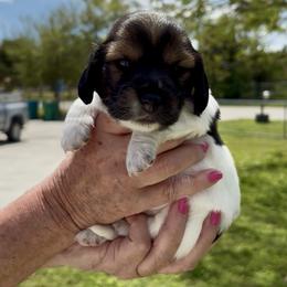 Suzie - Piebald female Dachshund puppy in Homestead, Florida from Florida Mini Dachshunds