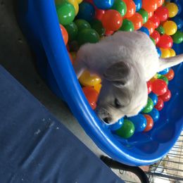 Golden Retriever Puppies from Chablisse Golden Retrievers