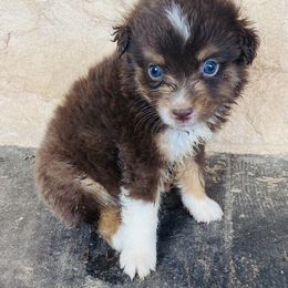 Boy 5 - Miniature Australian Shepherd puppy in Paris, Texas from Kuttin’ Up Mini Aussies