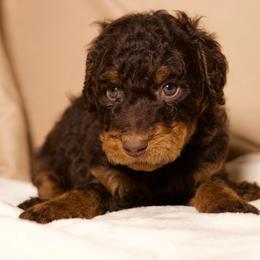 Rigel - Phantom male Goldendoodle puppy in Palmetto Bay, Florida from SOMIDOODLES