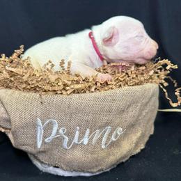 Pink - White female Dogo Argentino puppy in Powder Springs, Georgia from Primo Kennels