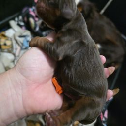 Charlie - Chocolate male Cavalier King Charles Spaniel puppy in Neosho, Missouri from Pups on the Ridge