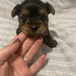 Yorkshire Terrier Puppies from Southern Sweetheart Kennels