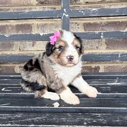 Amber - Blue merle female Aussiedoodle puppy in Cartersville, Georgia from Simply Blessed Doodles