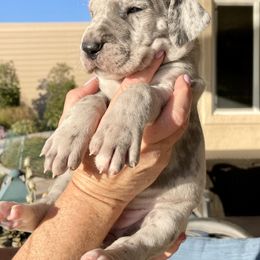 Great Dane Puppies from Oak Bend Danes