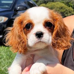 Boy2 - Blenheim male Cavalier King Charles Spaniel puppy in Graysville, Tennessee from Country Goldens and Mountain Top Cavaliers