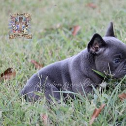 Boston Terrier and French Bulldog Puppies from Freedom Bostons