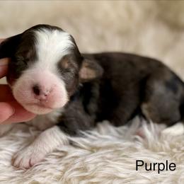 Juniper (purple collar girl) - female Bernedoodle puppy in Colorado Springs, Colorado from Mercy Mountain Bernedoodles