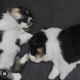 Pembroke Welsh Corgi Puppies from River Run Farm Kennels
