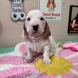 Sonny - Red and white male Basset Hound puppy in Pilot Mtn, North Carolina from Lowdown Love Basset Hounds