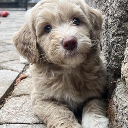 Nectar - Apricot male Goldendoodle puppy in Placerville, California from New Dawn Poodles and Doodles
