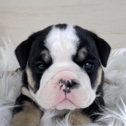 Bulldogs from Bonham Bullies