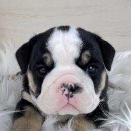 Bulldogs from Bonham Bullies