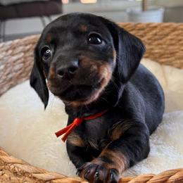 Benny - Black and tan male Dachshund puppy in Wallingford, Kentucky from Hensley Homestead Dachshunds
