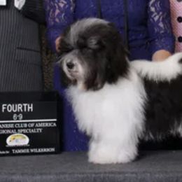 Havanese and Irish Setters from Eileen McDonald