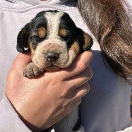 Male 5 - Black brown and white male Basset Hound puppy in Lindley, New York from Hill Top Basset Hounds & Cane Corso