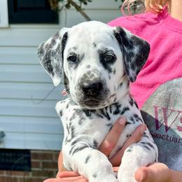 Rose Ribbon Girl - White and black female Dalmatian puppy in Hillsville, Virginia from Spot On Dalmatians