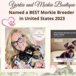 Morkie, Shorkie, and Yorkshire Terrier Puppies from Yorkie and Morkie Boutique