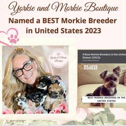 Morkie, Shorkie, and Yorkshire Terrier Puppies from Yorkie and Morkie Boutique