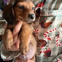 Dachshund and French Bulldog Puppies from J.C fur babies