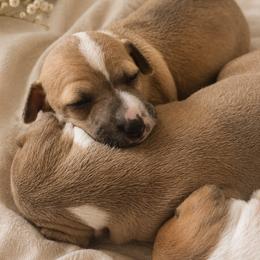 Italian Greyhound Puppies from The Noodle Nest