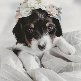 Dachshund Puppies from Long Little Dog Ranch