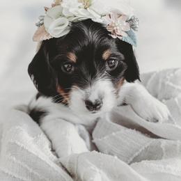 Dachshund Puppies from Long Little Dog Ranch