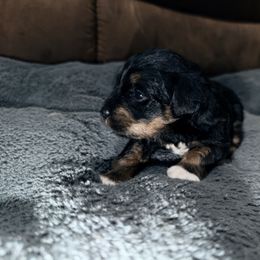 Nora - Black and tan female Schnoodle puppy in Warrensburg, Missouri from Dreamer Ridge Puppies