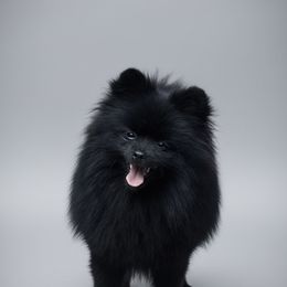 Raven - Pomeranian