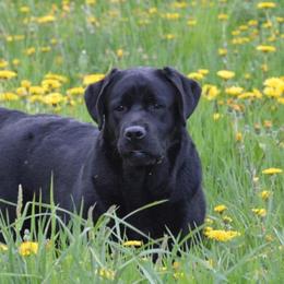 Flora - Labrador Retriever