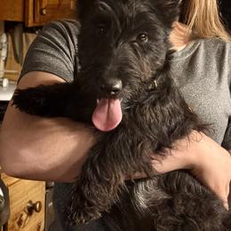 Myra - Brindle female Scottish Terrier puppy in Moyie Springs, Idaho from Avonlea Terriers