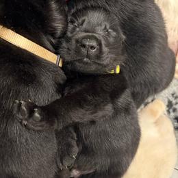Yellow - Black male Labrador Retriever puppy in Menifee, California from The Golden Leash Kennels