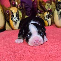 Black n white with tan - Black and white male Boston Terrier puppy in Corsicana, Texas from JT Bostons
