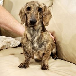 Vinny - Dachshund
