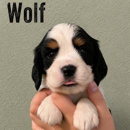 Wolf - Black white and tan male English Springer Spaniel puppy in Fort White, Florida from Thunderbird Springers