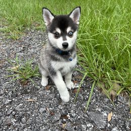 Alaskan Klee Kai Puppies from Lucky Charm Farms