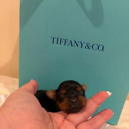 Bacon - Black and tan male Yorkshire Terrier puppy in Illinois from Pretty Little Yorkies