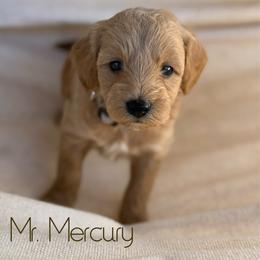 Mr. Mercury - Apricot male Goldendoodle puppy in Sacramento, California from Dandy Doodles Goldendoodles