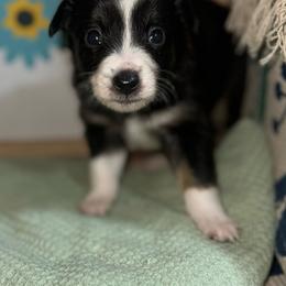 Delma - Black tri female Toy Australian Shepherd puppy in Garvin, Oklahoma from Hochatown Awesome Aussies