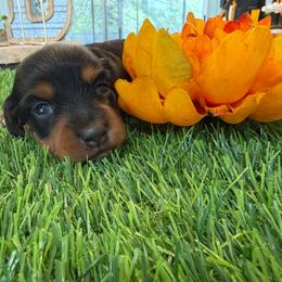 Tri Color Female 3500 - Black and tan female Dachshund puppy in Apopka, Florida from The HotDog Stand