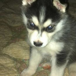 Pomskies from Debrah Kadabra’s