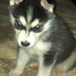 Pomskies from Debrah Kadabra’s