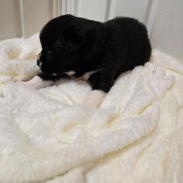 Boy 5 - Black male Siberian Husky puppy in Richlands, North Carolina from Velaris Huskies