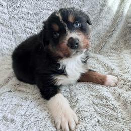 Greg - Black tri-color male Australian Shepherd puppy in Atkinson, Illinois from Diamond Ridge Aussies