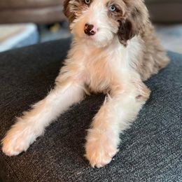 Bordoodle Puppies from 2J 2K Bordoodles