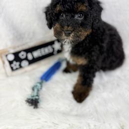 Rocky Road - Phantom male Poodle puppy in Florida from Adorable Toy-Miniature Poodles