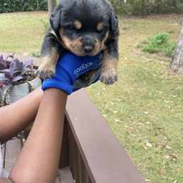 Boy 3 - Rottweiler puppy from Patrick's Pups
