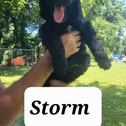 Labradoodle Puppies from Pawpaws Doodles